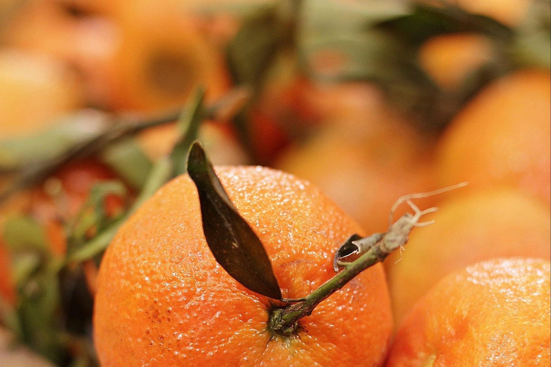 Aromatic citrus-essence synergy for multipurpose cleaning